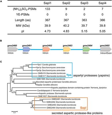 Identification of Four Secreted Aspartic Protease-Like Proteins Associated With Sophorolipids Synthesis in Starmerella bombicola CGMCC 1576